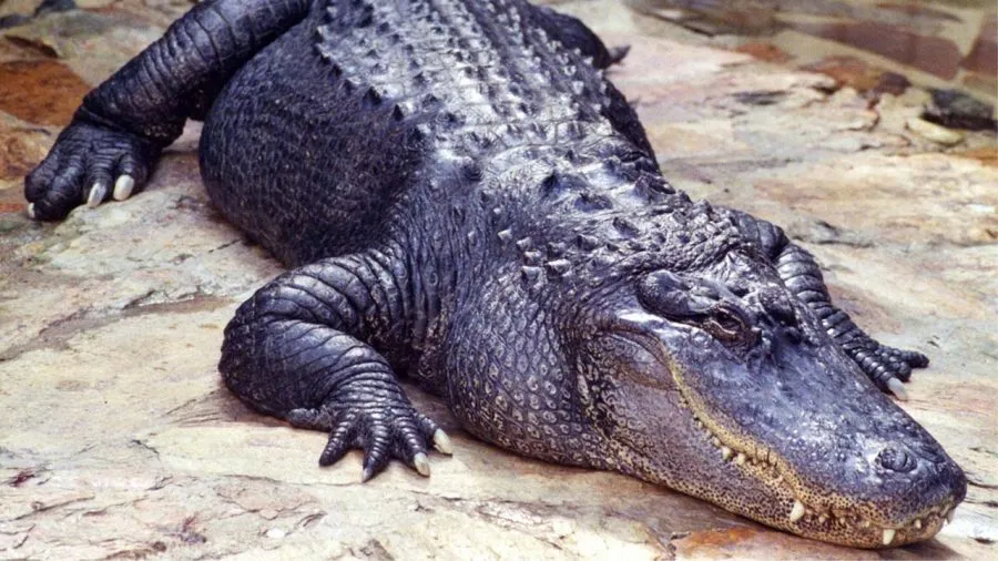 Alligator